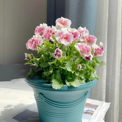 viola cornuta, semi di viola cornuta giardino, balcone resistenti esterno in vaso primaverili, resistenti in vaso decorazione organica per 10semi