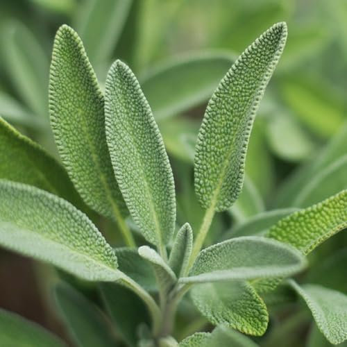 80 Stück frische Salbei-Pflanzensamen