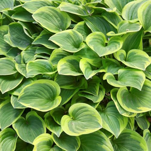 6 x Funkie 'Golden Tiara' - Hosta 'Golden Tiara': Kompakte Pflanze mit goldenen Blättern.