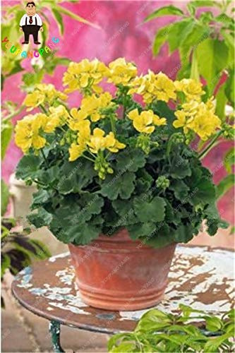 Graines de fleurs de géranium fraîches à planter en jaune paquet de 100 graines