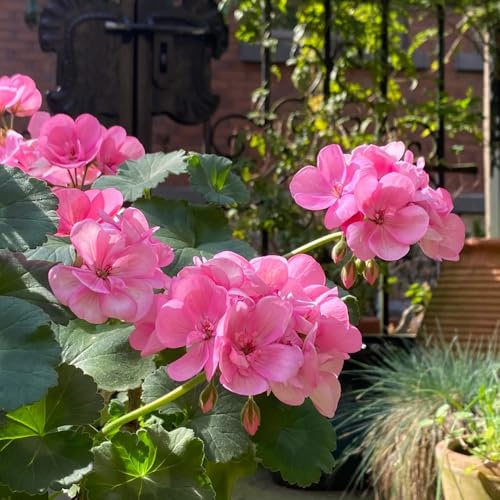 geranien, pelargonium balkonblumen, wohnzimmer deko für sonnige plätze blumensamen mehrjährig winterhart topfpflanzen draußen winterhart 20samen