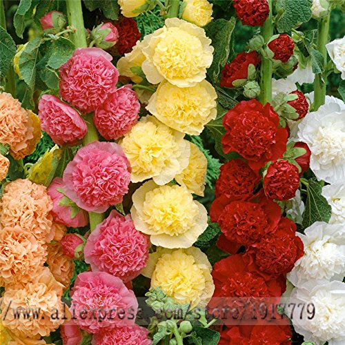 graines trémière rares bonsaï Althaea rosea graines de fleurs. Maison & Jardin fleurs en plein air, 100pcs / graines sac rose trémière de couleur mixte