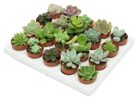 Iflo Fröhliche Vielfalt: Sukkulenten Mix, Sortiment von Mini-Sukkulenten im 5,0-5,5 cm Topf, Bunte Auswahl für Haus und Büro (25)