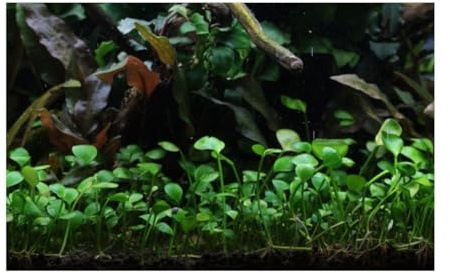 Stk - 30x Marsilea hirsuta Kleefarn herzförmige Wirkung Aquarium Pflanzen - Samen A452 - Seeds & Plants Shop by Ipsa