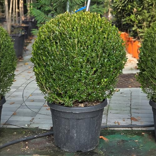 Bosso comune Buxus sempervirens pianta pianta a palla, sfera ø60 in vaso ø45 cm Vivaio di Castelletto