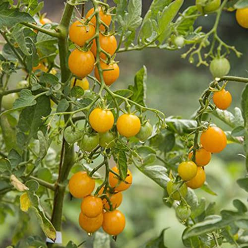 tomatensamen alte sorten - indoor bodendecker winterhart hochbeet 40pcs
