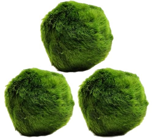 k2aqua 3 Large Marimo Moss Balls (4-5cm) Always Fresh Live Aquarium Plant Cladophora aegagropila