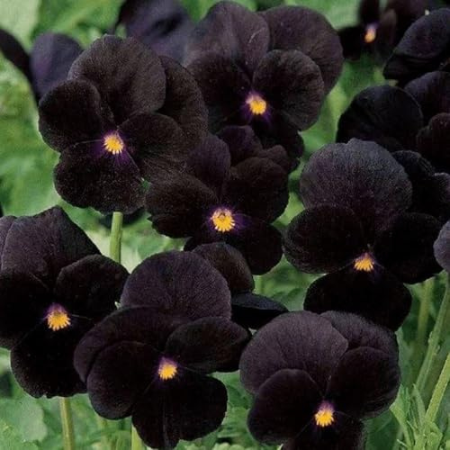 Semi di viola del pensiero - Viola tricolore - le da giardino roccioso sono resistenti Le perenni sono 150pcs