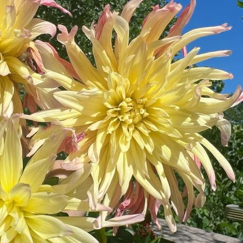 tuberi di dalia, dalie a precoce rizoma di dalia balcone, decorative in vaso Coltivare giardino su un balcone giardino primaverili 4bulbi