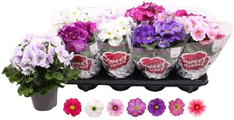 Planta Natural de Primula en Maceta – Flores Resistentes y Perfume Delicado para Exteriores