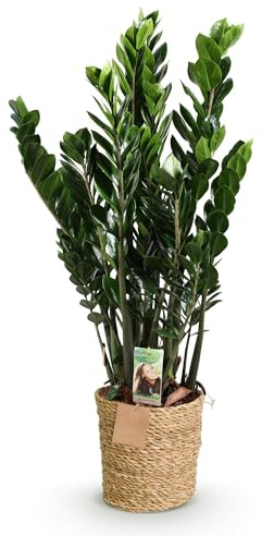 Zamioculcas Plante ZZ facile à entretenir, robuste et purifiante à l'air, décorative, pour salon, bureau et chambre à coucher, 80-90 cm, 21 cm avec panier