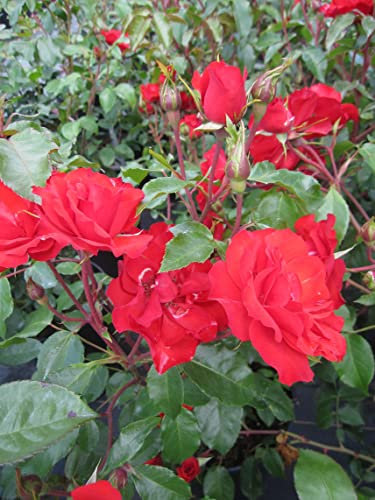 Rosa La Sevillana ® - Strauchrose La Sevillana ® - Meilland Rose