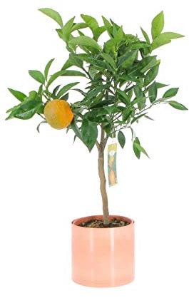 KENTIS - Citrus Clementina - Plante de Clementina - Mandorange - Vraies Plantes d'Extérieur - Arbres Fruitiers en Pot - H 70-80 cm Ø 20 cm