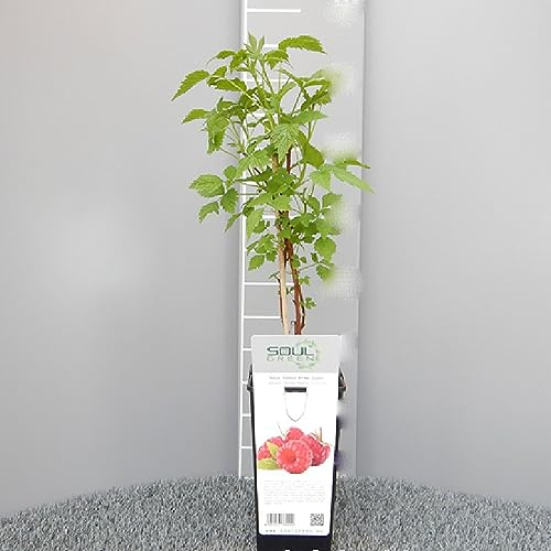 SAVINI VIVAI Plante de Raisin Japonais Plantes à Baies Arbre en pot 11x11 cm Hauteur 50 cm Fabriqué en Italie