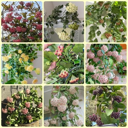 Semi di Hoya, da interno per soggiorno Hoya carnosa, rare, decorazione del soggiorno le da giardino roccioso sono resistenti 150pcs