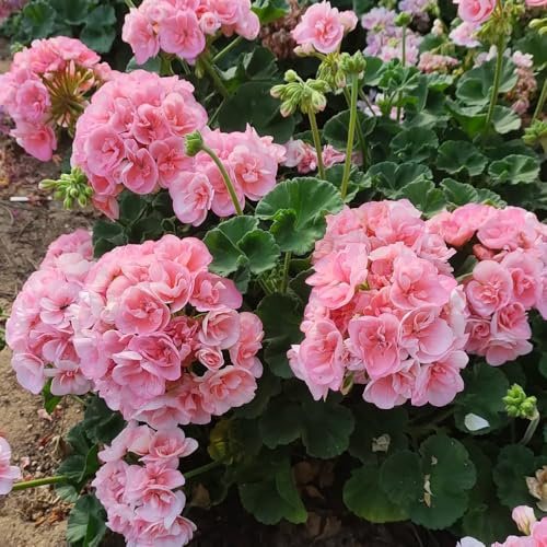gerani - giardino sul balcone da giardino da interno recisi balcone serra varietà tradizionali internodi biologiche tappezzanti 420semi