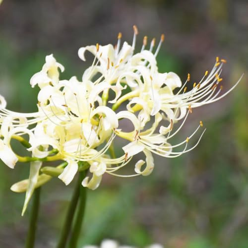 bulbos/Lirio araña - Lycoris radiata balcón jardín primavera Parterres elevados jardín balcón interior 5Rhizoma