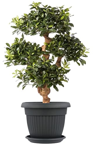 botle Pot de fleurs exterieur rond et soucoupe - Dimensions : 55 x 43 cm - Volume : 48 l - Couleur : anthracite - Plastique - 8 grands pots de fleurs traditionnels