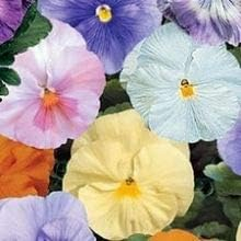 Pansy Plants, 'Water Colours Mix', 20 x Full Plant Pack, Winter Bedding Plants, Garden Flowers, Winter Pansies, Garden Ready and Ready to Plant, Premium Quality Flowers