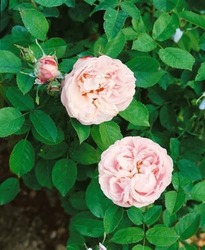 Rosa 'Little White Pet' 5–7,5 L Container – Winterhart, Mehrjährig, Pflegeleicht – Zwergrose – für Beet & Kübel