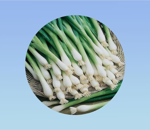 300 graines de Ciboulette Chinoise - Facile à Cultiver !