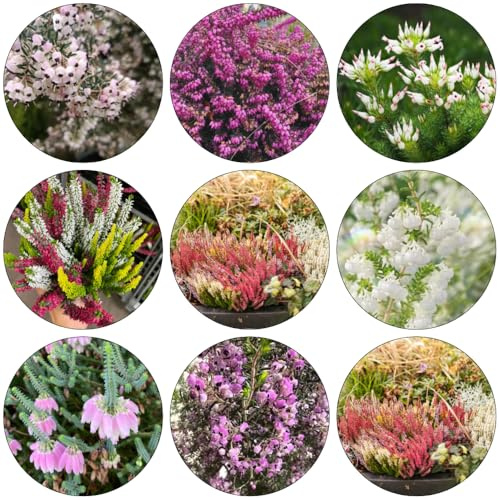 Heidekraut blumenwiesensaat winterharte stauden dauerblüher pflanzensamen zimmerpflanzen gartendeko für draußen wildkräuter wildblumen balkonblumen bonsai topf pflanztöpfe 550samen