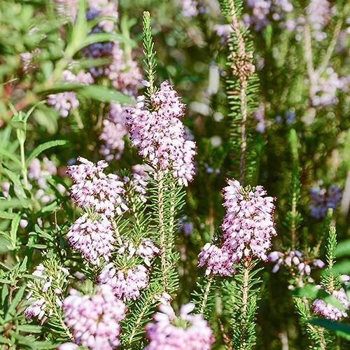 Heidekraut pflanztöpfe kräuterpflanzen schnittblumen gartendeko für draußen wildkräuter wildblumensamen wildblumen balkonblumen herbstpflanzen winterhart blühend garten hochbeet 600samen