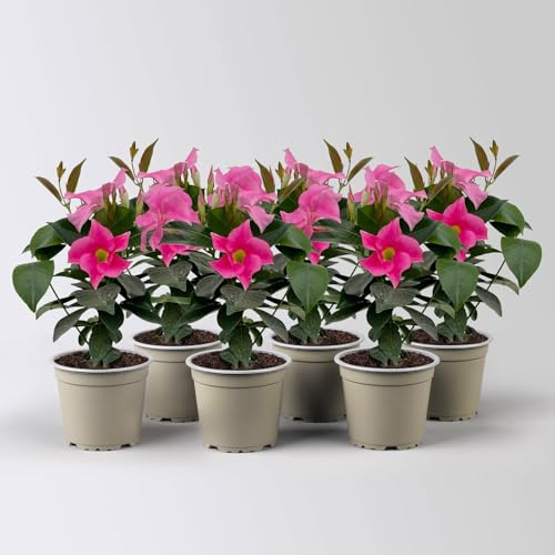 Dipladenie 'Qdeville®', rosa, buschartig, Topf-Ø 12 cm, 3 Pflanzen