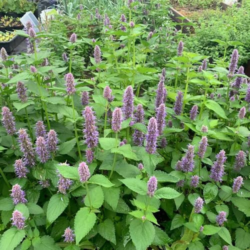 duftnessel, nachhaltige produkte balkonpflanzen steingartenpflanzen winterhart grünpflanzen kräutergarten geschenk winterharte kübelpflanzen kräuterbeet balkon 100samen