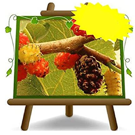 EURO PLANTS VIVAI Gelso Pianta di Gelsi Regina (Nero) - Pianta da Frutto Antico su Vaso da 20 cm. - *Altezza: 150~170 cm. - Età 2 Anni