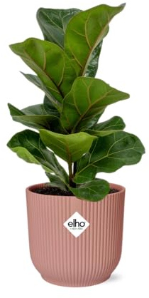 Ficus Lyrata 'Bambino' in Vibes Fold rosa - 30cm - Ø14cm - Zimmerpflanze - Immergrün