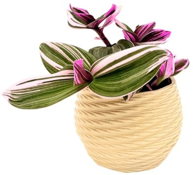I GIARDINI DI GIULIA - Tradescantia Nanouk in Vaso di Ceramica Artigianale “Carina” Ø14 cm H.15 | Pianta Vera da Interno con Foglie Variegate Rosa e Verde | Facile da Curare