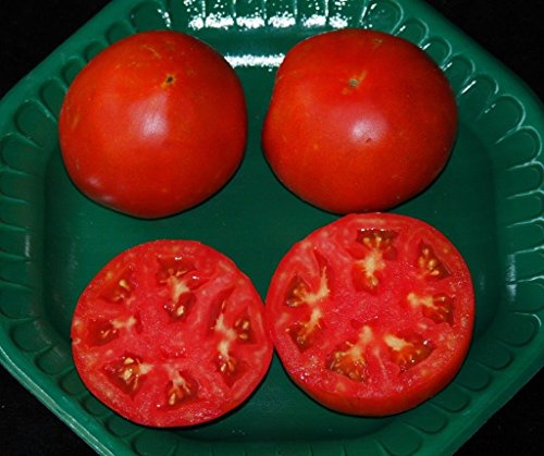 Celebrity Hybrid-Tomatensamen, Großpackung, 100 Stück Kompakte, robuste Erzeugerpflanze: Nur Samen