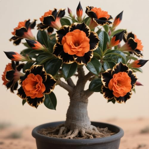 Exquisita rosa del desierto, adecuada para plantar al aire libre, resistente al frío, de rápido crecimiento, apto para principiantes.-1 rizoma-j