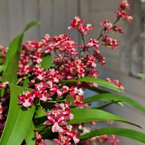 semi di orchidea oncidium decorazione da giardino per esterni, tappeto to orchidee selvatici da balcone, ombra 500pcs