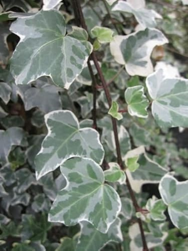 Hedera helix Glacier - Buntblättriger Efeu - Weiß-Grüner Efeu - 60-100 cm
