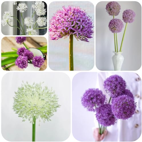 allium, zierlauch - blumenzwiebeln frühblüher Allium giganteum 15zwiebeln