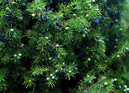 Ginepro Comune Juniperus communis pianta in vaso ø18 cm h 70/100 cm Vivaio di Castelletto