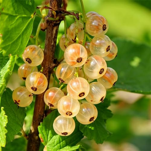 Grosella Blanca Weiße Versailles - 2 Plantas - Plantas Naturales Exterior de Holanda - Plantas de Exterior Resistentes - Decoracion Jardin, Macetas y Balcón - Sin Semillas, No Artificiales