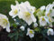 3 x Helleborus niger Advent Star (Winterhart/Stauden) Christrose/Christrosen/Schneerose Weiß - Winterblüher - Absolut winterhart und blüht sehr ausdauernd/Sie bringt Farbe in den Winter