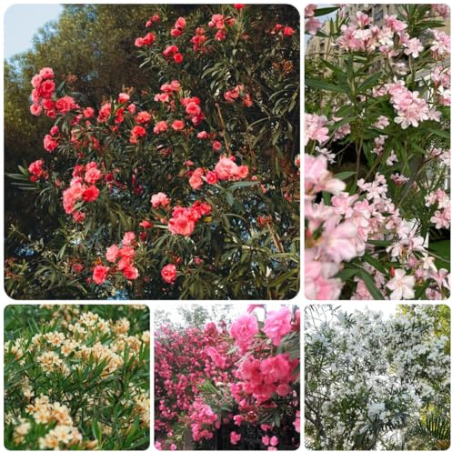semillas de adelfa, jardín, ornamental resistente perennes resistentes, decorativas, real, arbusto 12pcs