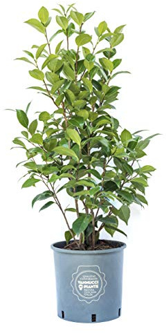 Vannucci Piante, Camelia, Pianta da terrazzo, Cespuglio (screziato)