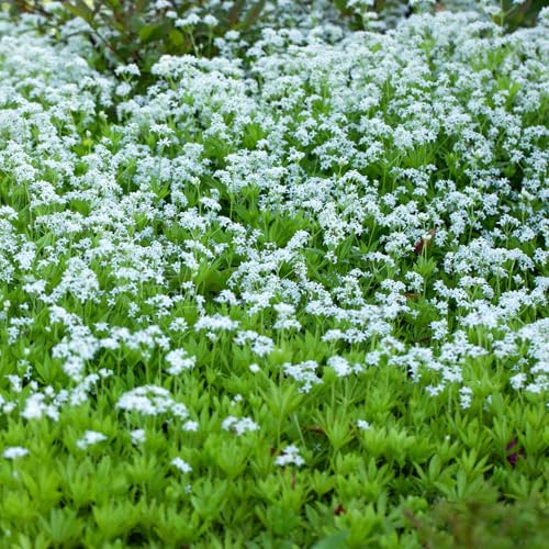 GARTEN SCHLÜTER® 3 x Echter Waldmeister - Galium odoratum