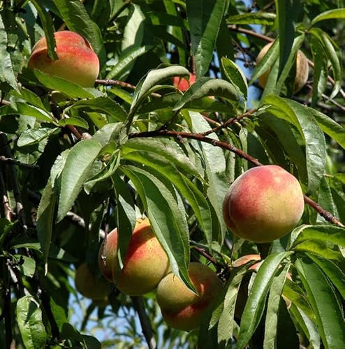 Hochstamm Zierpfirsich Melred Weeping 80-100cm - Prunus persica