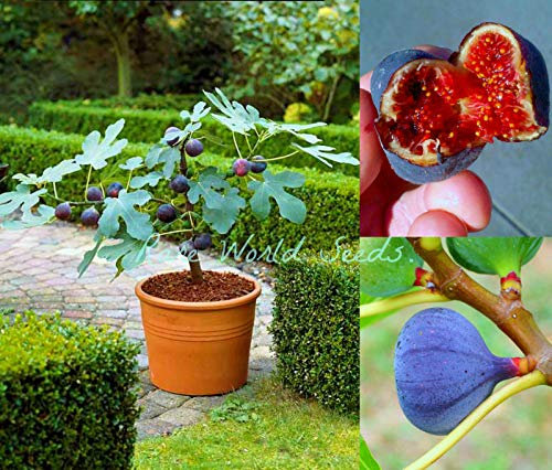 Portal Cool Nano Feigenbaum Ficus Carica Blu Feige 'Brogiotto' interno o esterno! Semi