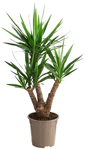 Dehner Yucca-Palme, mehrtriebig, ca. 60-70 cm, Ø Topf 23 cm | Yucca elephantipes, Palmlilie, pflegeleichte Zimmerpflanze, für sonnige Standorte