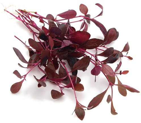 K2AQUA Alternanthera Sessilis Live Aquarium Plant Vibrant Red Aquatic Plant for Aquascaping Suitable for Freshwater Tropical Tanks