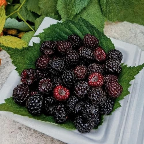 semi di lampone, giardino biologici, varietà antiche resistenti 55pcs