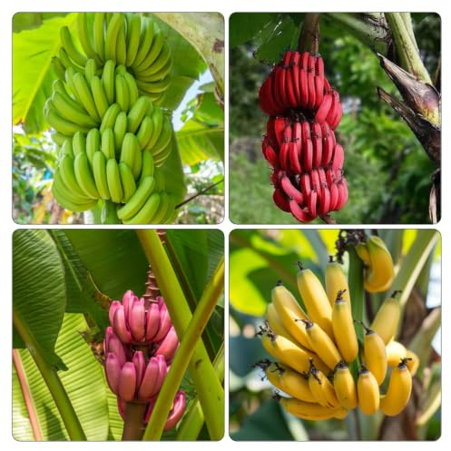 semi di banana - giardino esterni copertura del terreno 300pcs
