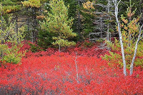 ArtExpert Maine Red blueberry bushes in Acadia National Park by Joanne Wells - 18x12 Art Print Poster